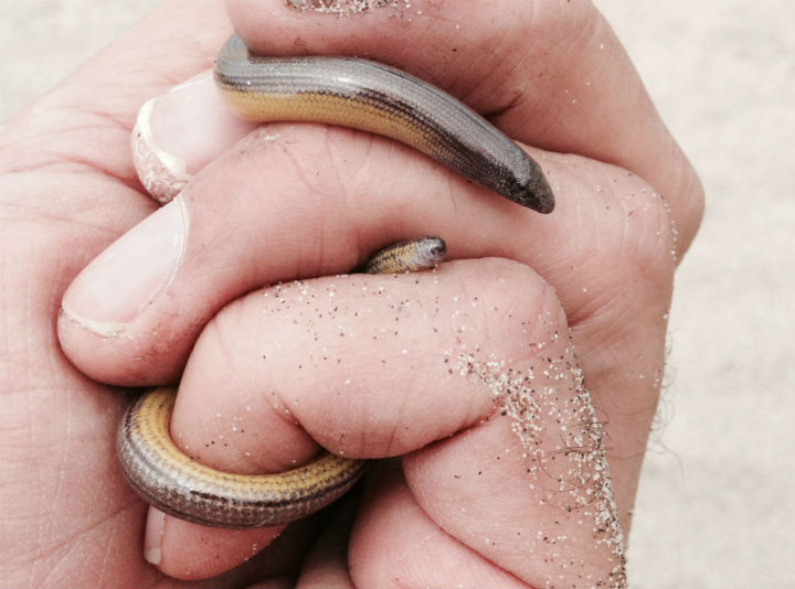 California Legless Lizard